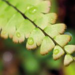 A new leaf for remediation?