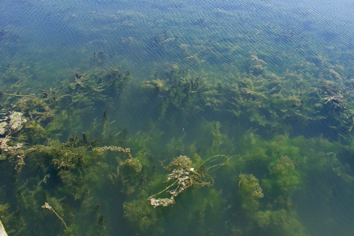 Algae-Blooms-in-Lake-Erie