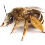 EU project is a census of pollinators