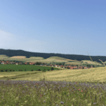 Organic farming or flower strips – which is better for bees?