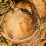 £1.25m award for using space and AI technology to restore Surrey’s wildlife habitats