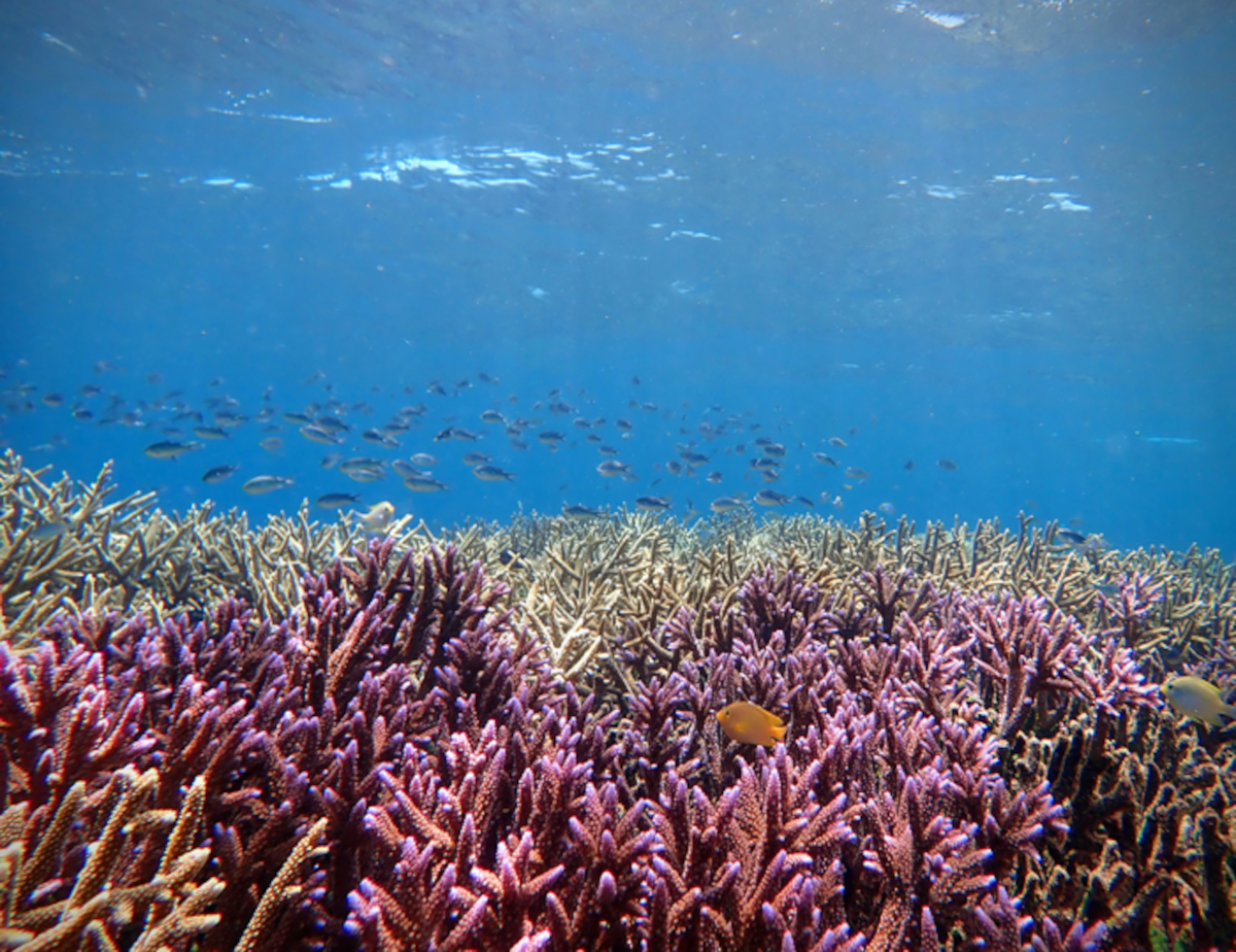 healthy-coral-reef-in-Sulawesi-Indonesia
