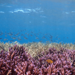 AI learns coral reef ‘song’