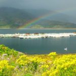 Addressing the need for responsible salmon farming