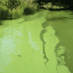 Report is most comprehensive to date on challenges and solutions to the phosphorus crisis