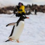 Global biodiversity framework falls short on chemicals