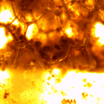 Novel sewage treatment removes up to 70% of nitrogen that would otherwise be discarded