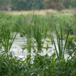 Wetland programme intended to protect rivers and chalk streams in East England