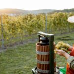 Study predicts growth in UK wine production due to climate change
