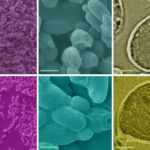 Could used beer yeast be the solution to heavy metal contamination in water?