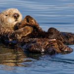 Pathogens hitch a ride on plastic Otter