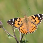 Wildlife charity calls on public to help count butterflies