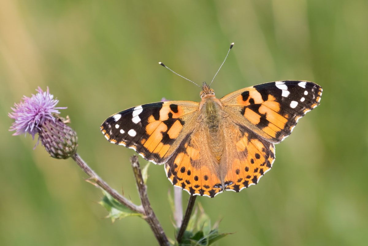 Painted-Lady-butterfly-in-East-Yorkshire