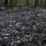 New methodology helps predict soil recovery after wildfires