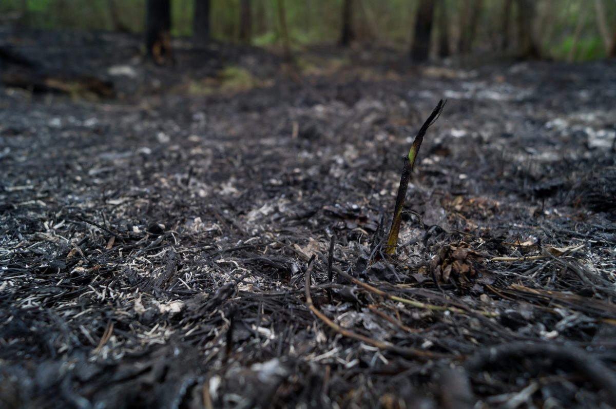 soil after wildfire