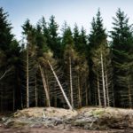 Monocultures or mixed species? Surprising new research shows how different forests cope with drought