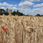 A fresh crop of data