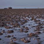 Cleaner water linked with smaller cockles that die younger