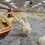 Bedding solution boosts poultry farming sustainability