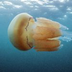 Conservationists from six nations vow to save the Irish Sea