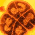 Ancient bacteria might lurk beneath Mars’ surface