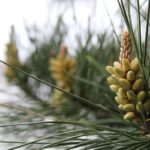 Conifer communication is complex and can be altered by air pollution
