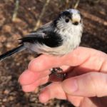 A road runs through it: Bird conservation in Essex