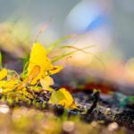 Project aims to protect and connect nature across Europe