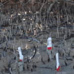 Mangroves are environmental guardians of the coastline, says research