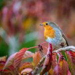 Report profiles devastating decline of UK nature