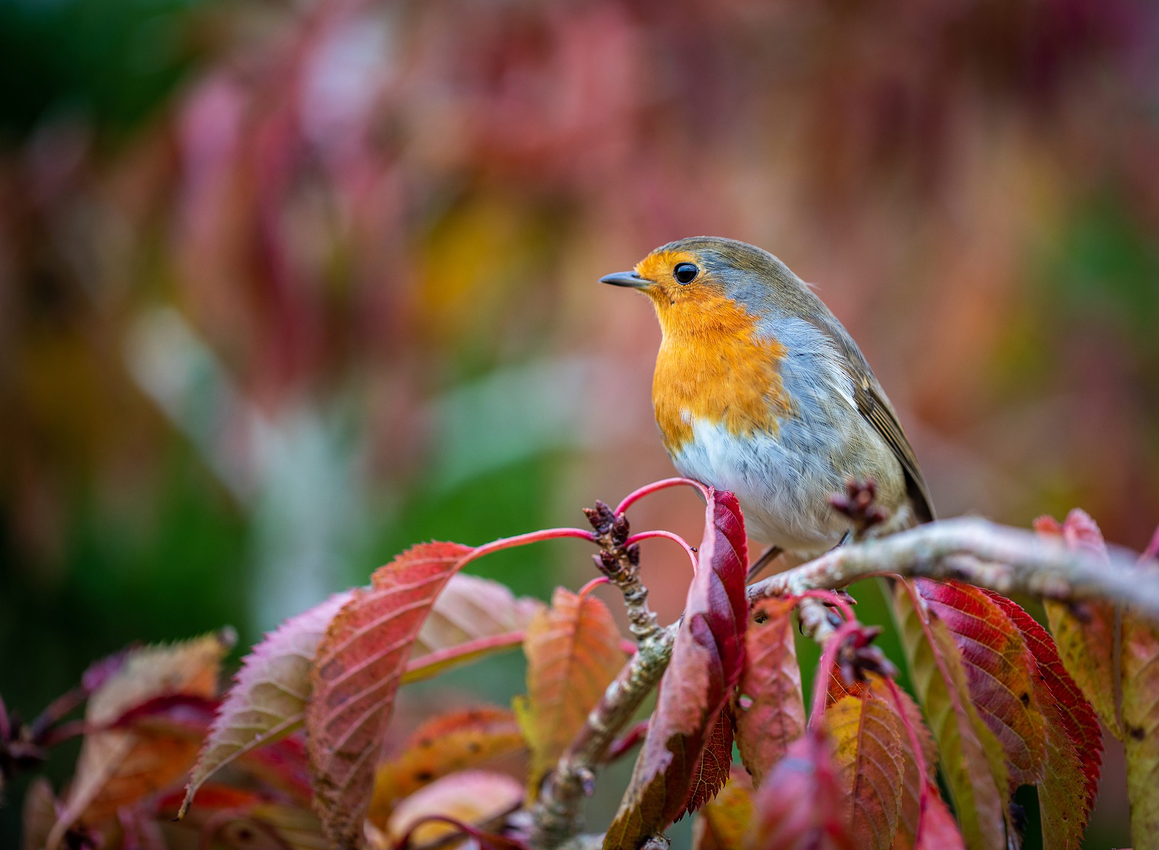 European robin in UK autumn