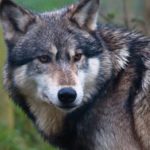 Forensics used to reverse the decline of biodiversity in Europe