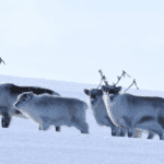 Rudolf is coping with climate change better than feared – for now