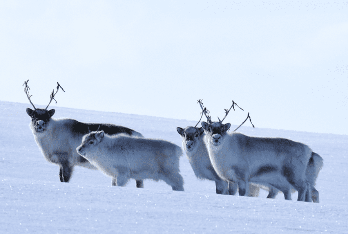 reindeer-Svalbard