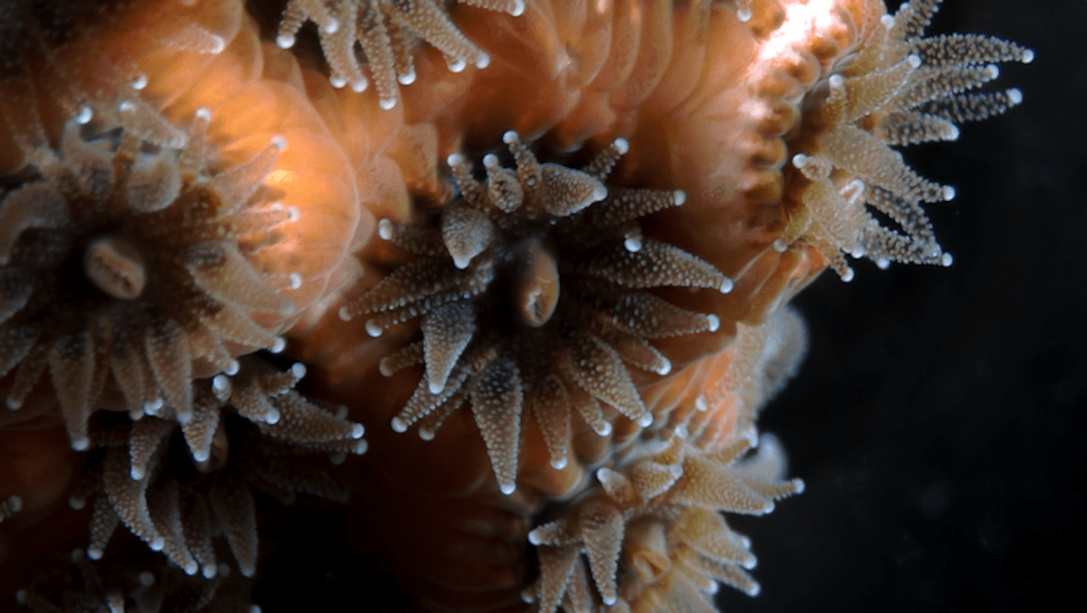 Microscope-image-of-symbiotic-A.-poculata-coral-with-polyps-extended-and-microalgae