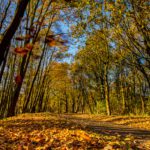 Woodlands conservation charity opens applications for scientific research programme