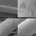 Microfibres in the Mediterranean are floating homes for bacteria