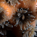 Hibernating corals and the microbiomes that sustain them