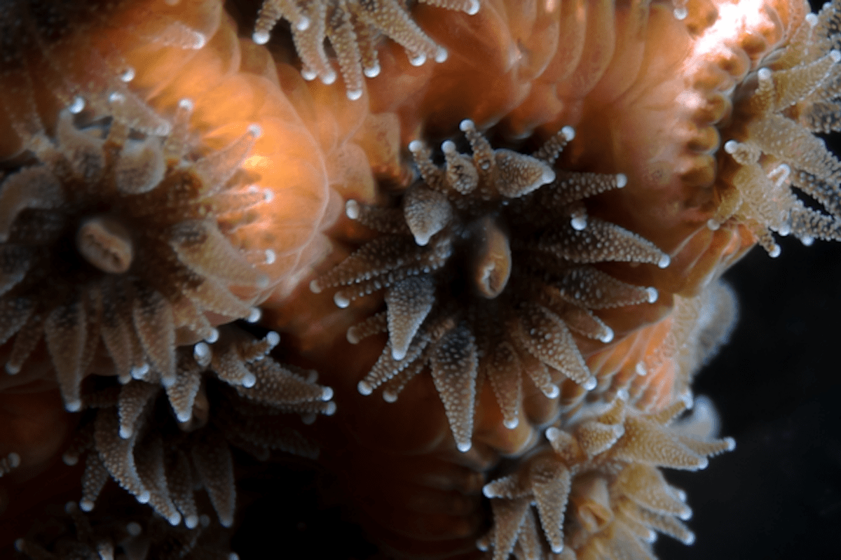 Hibernating corals and the microbiomes that sustain them | Envirotec