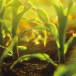 Against the grain: What can be done about microplastics in soils and digestate?