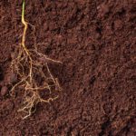 Gene mutation discovery could pave the way for using less fertilizer to grow crops