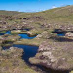 Exhibition explores how peatlands protect the planet