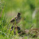 Birds bounce back when farms devote 10% of their land to nature-friendly measures, says RSPB