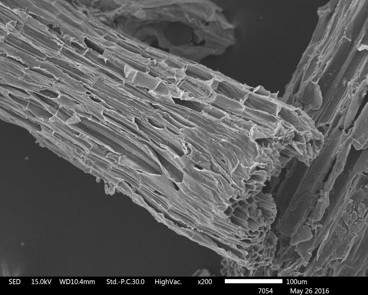 scanning-electron-microscope-images-of-sugarcane-bagasse