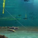 Project outlines first commercial scale seaweed farm between offshore wind turbines