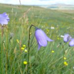 20-year research project reveals “devastating loss of British & Irish flora“