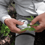 A mixture of trees purifies urban air best, reports Swedish study