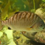 Geographically-distributed species fare better with anthropogenic changes