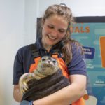 Over 600 seals rescued off the coast of the UK in the past 10 years
