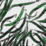 The worm turns for IAQ sensing?